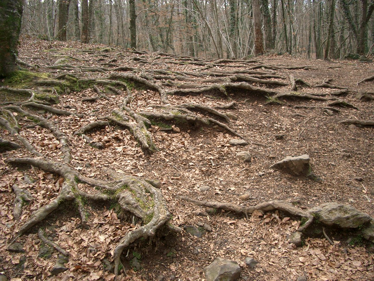 arrels fageda.jpg